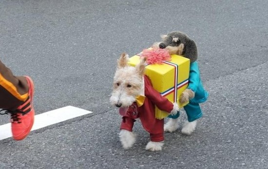 Dog Dressed As Two Dogs Holding A Present