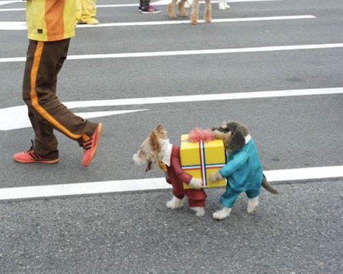 Dog Dressed As Two Dogs Holding A Present